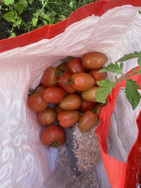 Countdown to Christmas 2023: launching into summer with more Christmas planning (thread 2) 