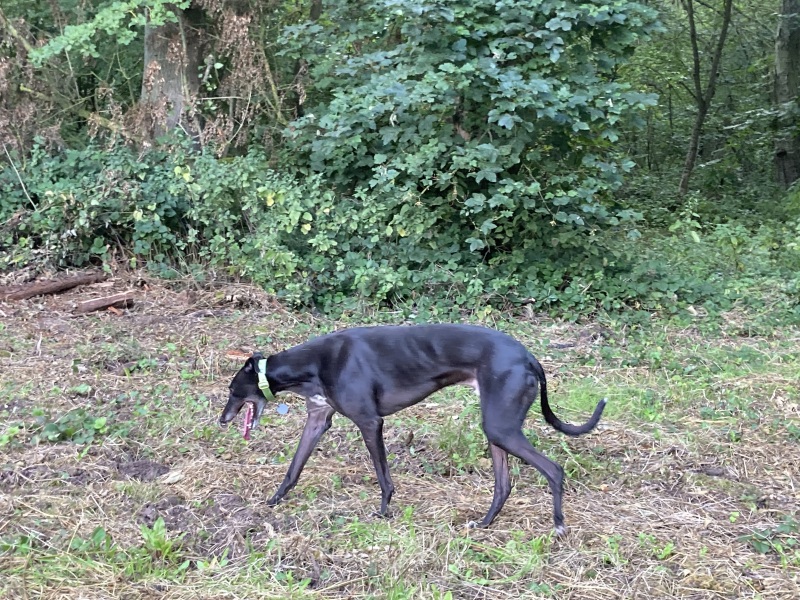 Greyhound Appreciation
