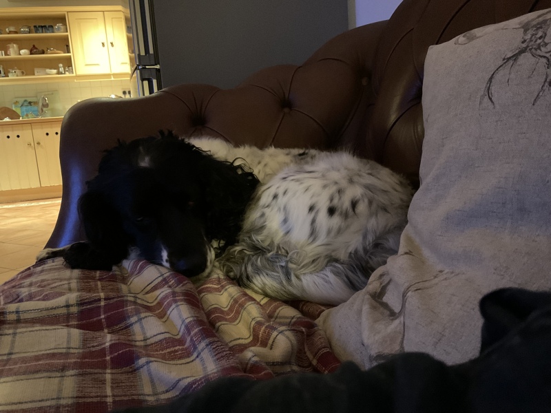 What's your pet doing right now?