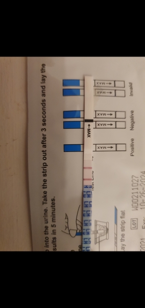 Ovulation after pregnancy loss