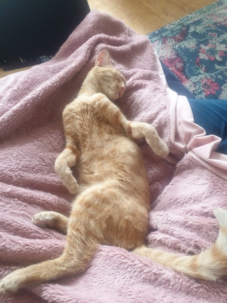 Neighbour leaving young cat outside at night in this weather. 