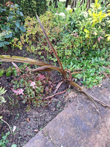 Another plant id please