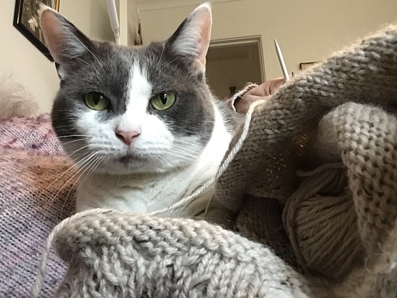 What's your pet doing right now?