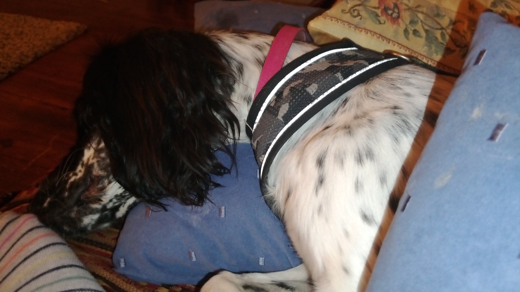What's your pet doing right now?
