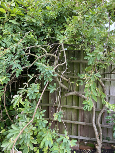 What's this tree?