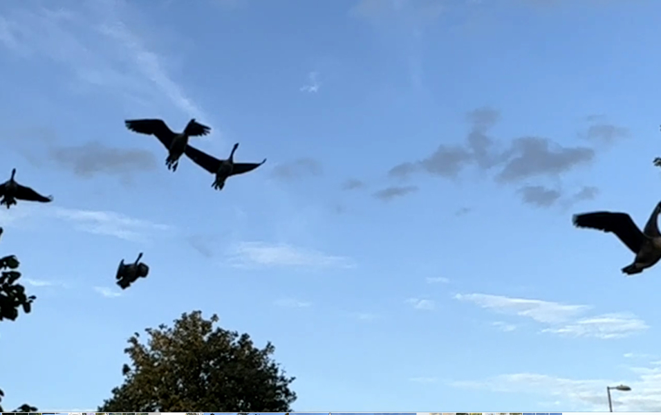 Thread 47- Covid GCSE Cohort - Summer's running away from us! 