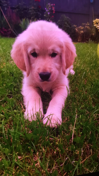 Puppy survival thread part 2