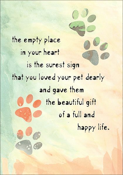 16 year old JRT, time to say goodbye :-(