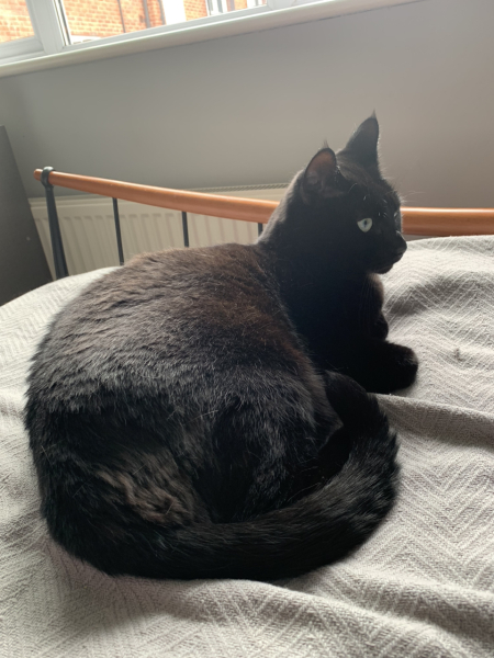 Further Adventures of the Excellent Cats