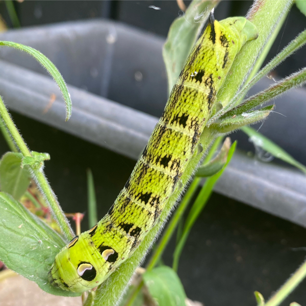 to be wary or scared of this creature?