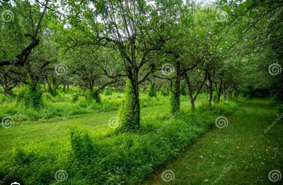 Big lawn - advice please