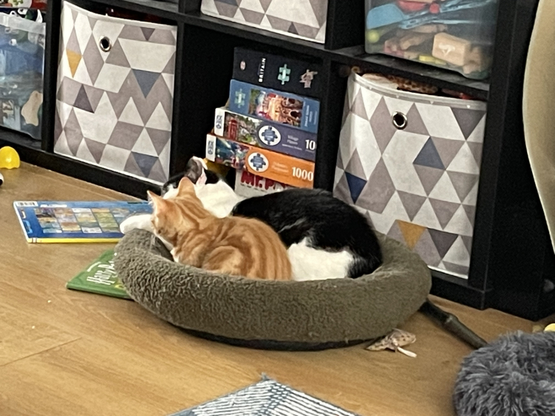 A Very Great Quantity Of Excellent Cats