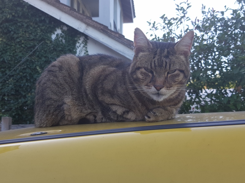 Thug cat part 5 - For he will not do destruction, if he is well-fed, neither will he spit without provocation.