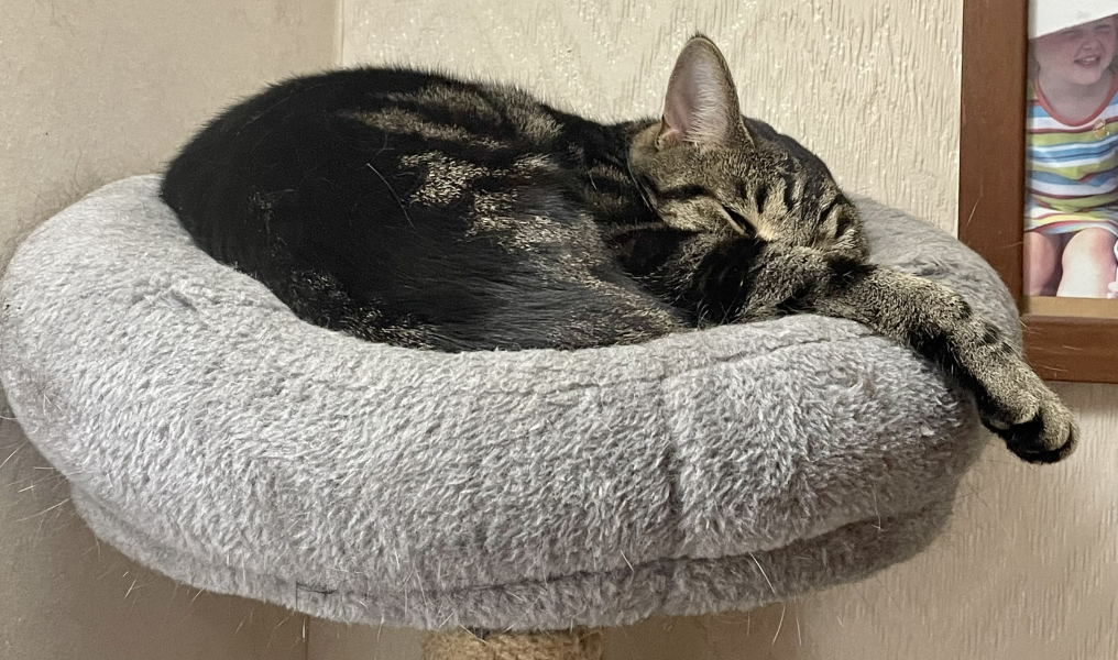 Further Adventures of the Excellent Cats