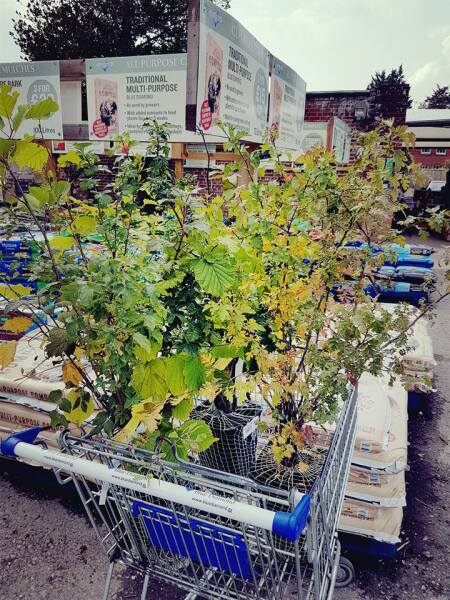 Bare root hedging - inspiration, tips, recommendations?