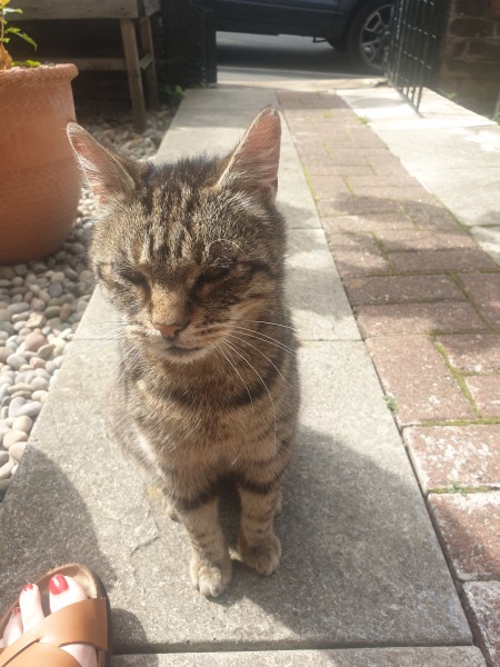 Neighbour leaving young cat outside at night in this weather. 