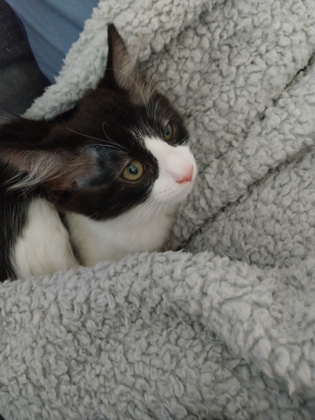 About new kitten?