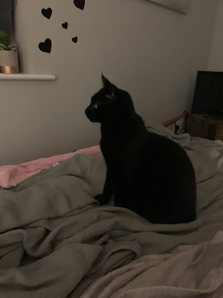 A Very Great Quantity Of Excellent Cats