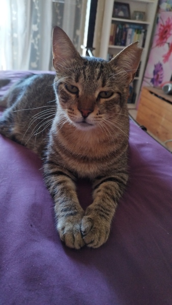 My cat is a knob but I love him