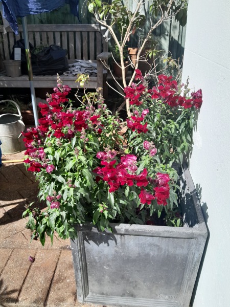 To tell you all to plant these?
