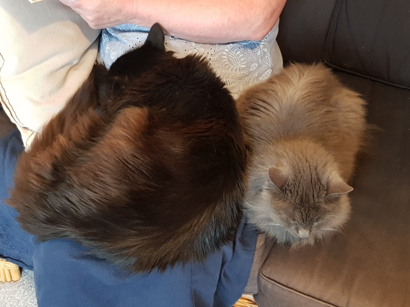 A Very Great Quantity Of Excellent Cats