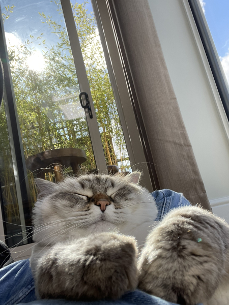 Call me a crazy cat lady if you will....