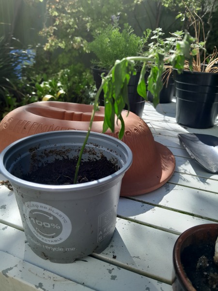 To tell you all to plant these?