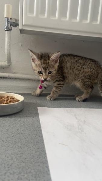What breed is my kitten?