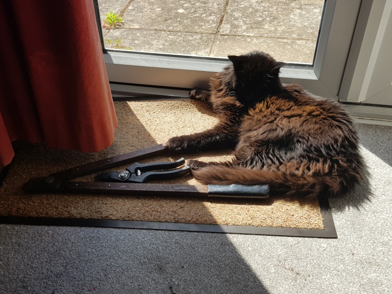 Further Adventures of the Excellent Cats