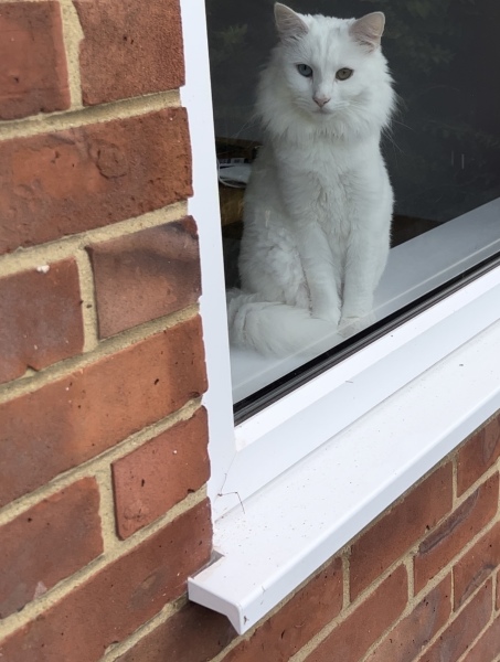To break into my new neighbours house *THREAD 2*