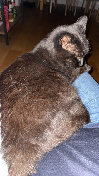 Further Adventures of the Excellent Cats