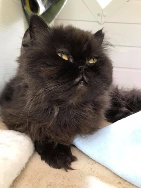 RIP darling Magic/Snorg.