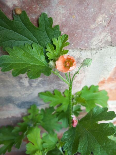 What have you done in the garden today? Part 3