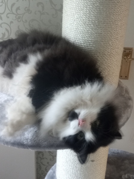 Cat has hurt the postman - help!