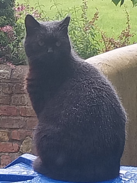 Further Adventures of the Excellent Cats