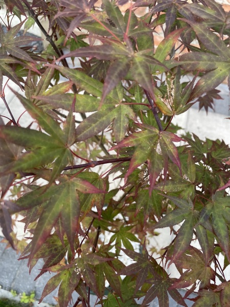 How long does it take for browned acers to turn red again? 🍁
