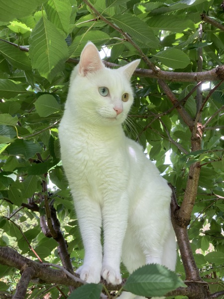 To break into my new neighbours house *THREAD 2*