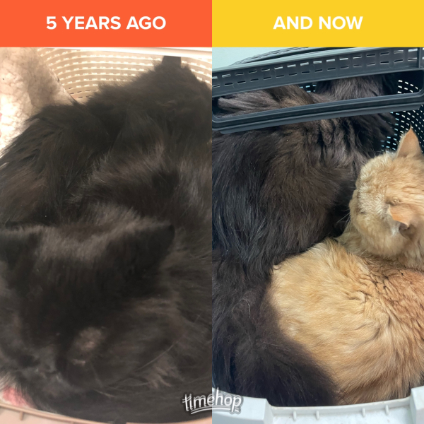 RIP darling Magic/Snorg.