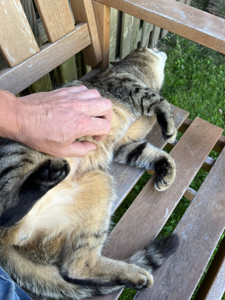 Thug cat part 5 - For he will not do destruction, if he is well-fed, neither will he spit without provocation.