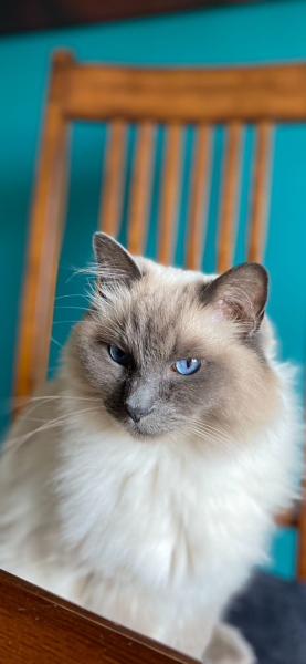 Ragdolls