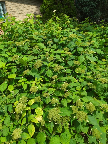 My hydrangea hell