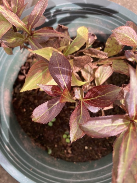 Please help me identify these plants