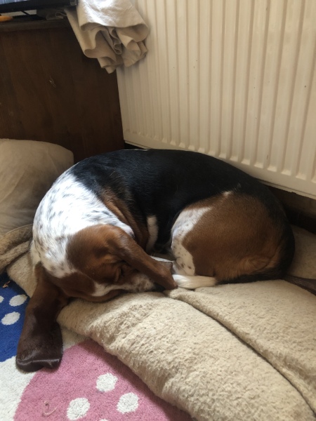 Dog bed for a looong  dog