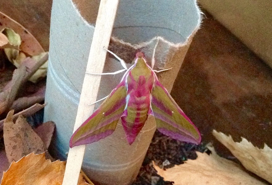 to be wary or scared of this creature?