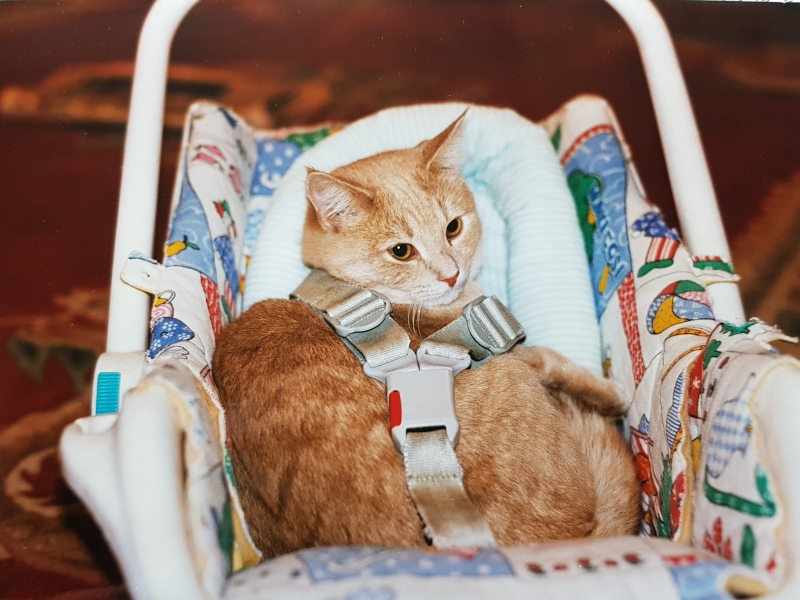 A Very Great Quantity Of Excellent Cats