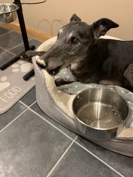 Greyhound Appreciation