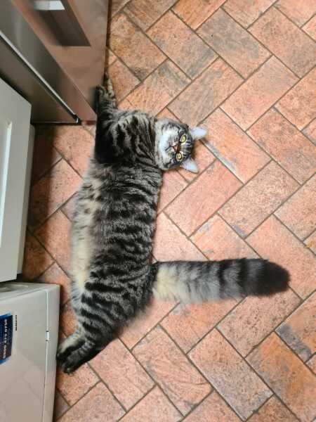 Please help - kitten won't stop chasing the dogs