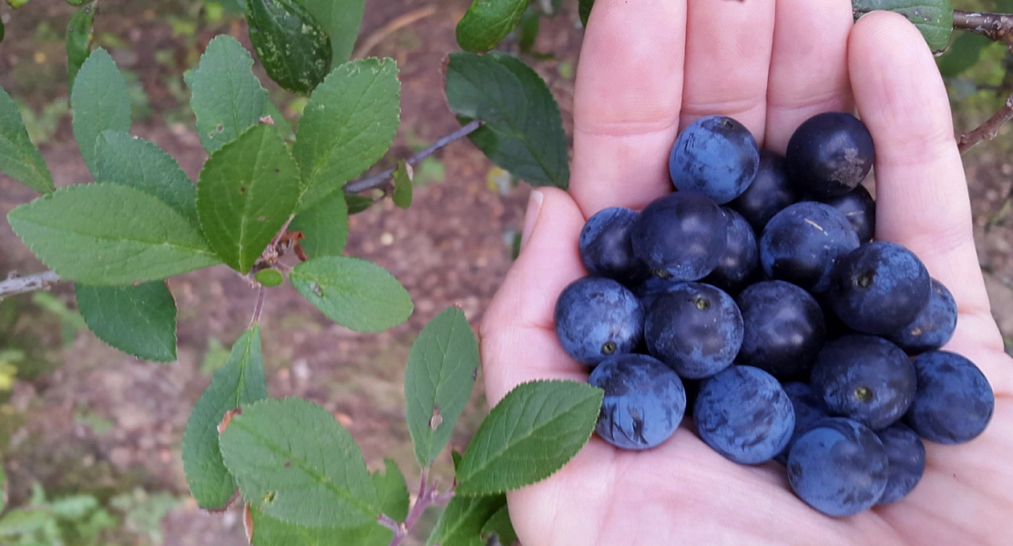to think these sloes are ready to pick? Photos