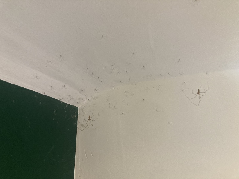 Fucking spider had BRED 🤮