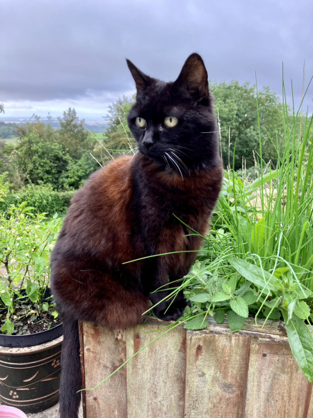 Further Adventures of the Excellent Cats